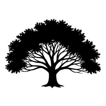 Silhouette of a large mature oak tree with spreading branches and dense foliage.