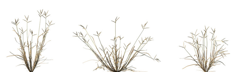 Set of dry Dactyloctenium aegyptium (Egyptian crowfoot grass) isolated frontal png on a transparent background perfectly cutout