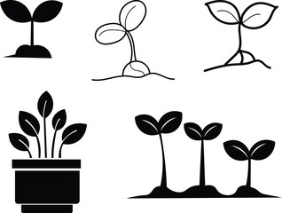 Seedling growth in black and white sprout plant germination