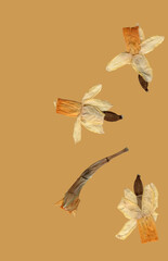 pressed dried daffodils real 