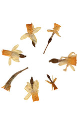 real pressed daffodil png cutout