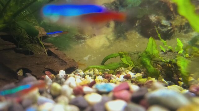 Colorful fish swim in a bright aquarium with lush green plants