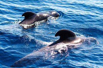 Wild pilot whales in north Atlantic Ocean near Tenerife 