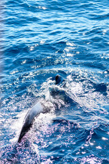 Wild pilot whales in north Atlantic Ocean near Tenerife 