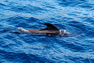 Wild pilot whales in north Atlantic Ocean near Tenerife 