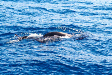 Wild pilot whales in north Atlantic Ocean near Tenerife 
