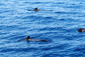Wild pilot whales in north Atlantic Ocean near Tenerife 