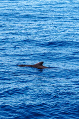 Wild pilot whales in north Atlantic Ocean near Tenerife 