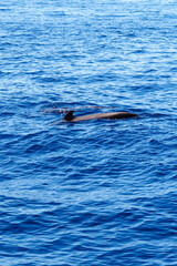 Wild pilot whales in north Atlantic Ocean near Tenerife 