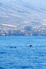 Wild pilot whales in north Atlantic Ocean near Tenerife 