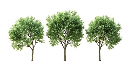 Three Green Trees Isolated on White Background, Nature Elements