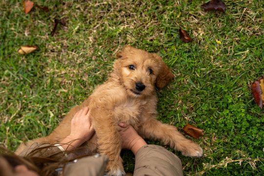 Puppy Playtime Bliss