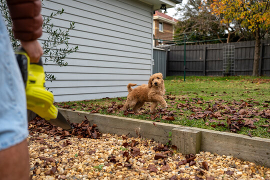 curious puppy meets the leaf blower