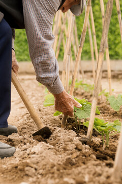 Gardening activity at a home vegetable patch in sunny weather