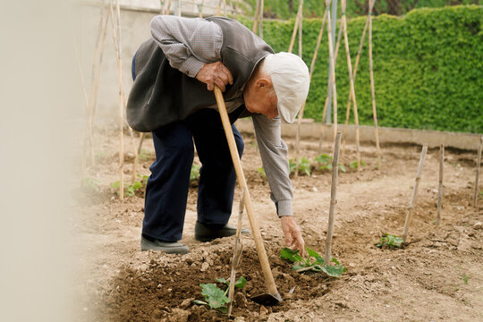 Elderly man tending to his vegetable garden on a sunny day