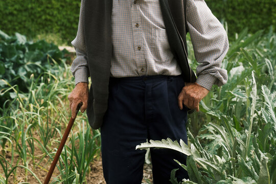 
Gardener tending to the vegetable patch on a sunny day.
