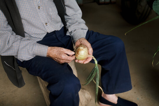 Elderly person holding fresh onion in a rustic setting