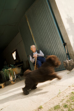 Elderly man enjoying time with a playful dog at rural shed