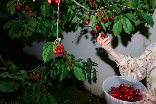 Picking Cherries