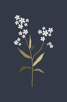 White flowers on a blue background
