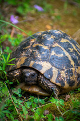 Obraz premium Tortoise walking in natural green habitat