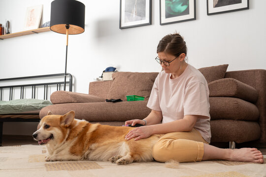 Woman brushing corgi on carpet at home
