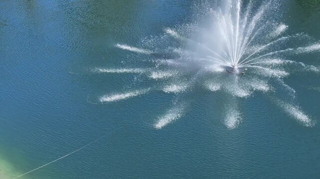 birds and an alligator resting at the edge of an aerated pond
