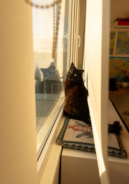 Black Cat Looking at the Camera by a Sunlit Window