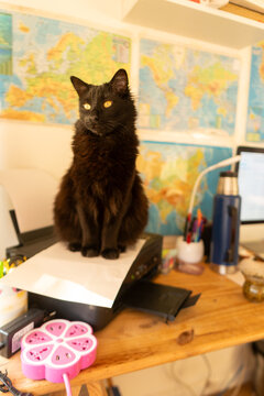 Black Cat Sitting Proudly on Home Office Printer