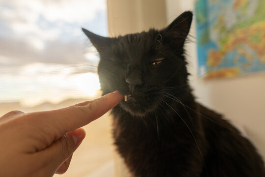 Black Cat Reacts to Mouth Touch with Funny Expression 