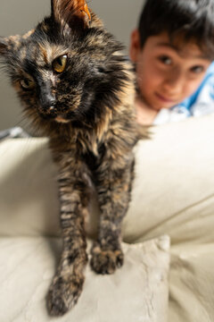 Cat Posing on Couch with Smiling Boy Behind