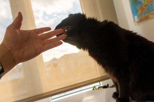 Black Cat Biting a Human Hand Playfully