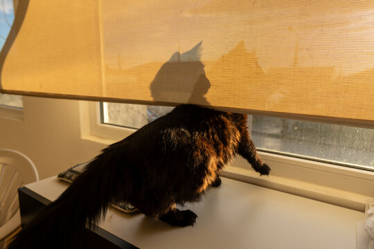 Curious Cat Peeking Through the Window Blind
