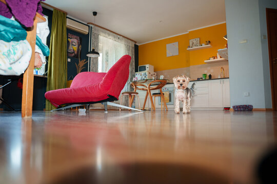 Dog in messy living room