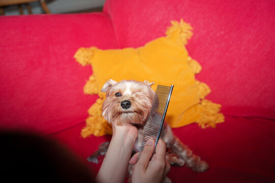 Combing yorkshire terrier dog