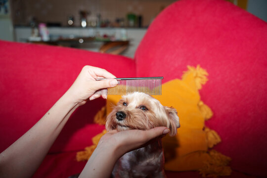 Combing yorkshire terrier dog