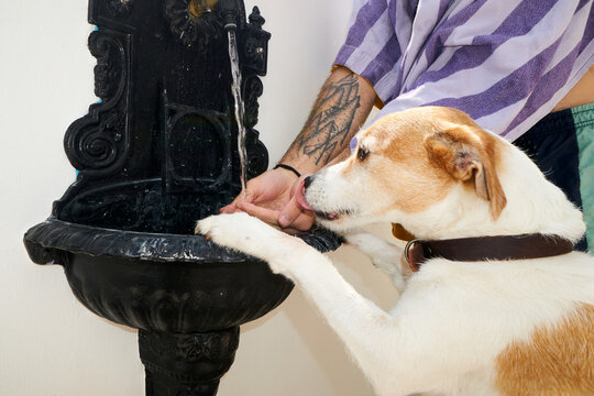 Dog drinks water from the tap