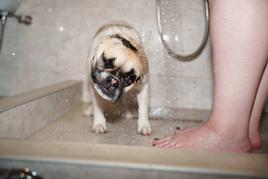 Dog Shaking off water in shower