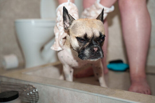 Dog Groomed in a Bathroom
