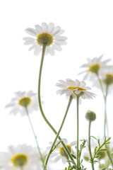 Vertical low angle shot of delicate white daisies reaching toward a bright white sky. High-key floral background with soft bokeh and ample copy space, ideal for wellness, organic beauty, or minimalist