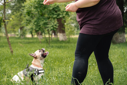 Dog Enjoys Training in Park