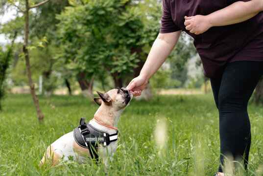 Service Dog Receives Treat Training 