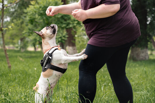 Dog Training Session with handler