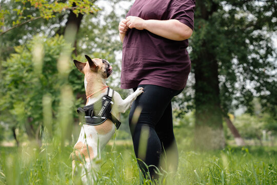 Service dog training in park