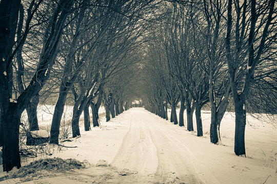 Wintereinbruch - allee&auml;hnliche Zufahrt zu einem Geh&ouml;ft in verschneiter Landschaft.