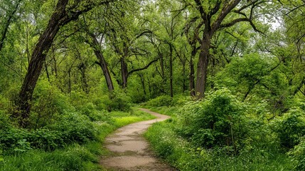 Fototapeta premium Path winds through green trees and bushes in spring woods.