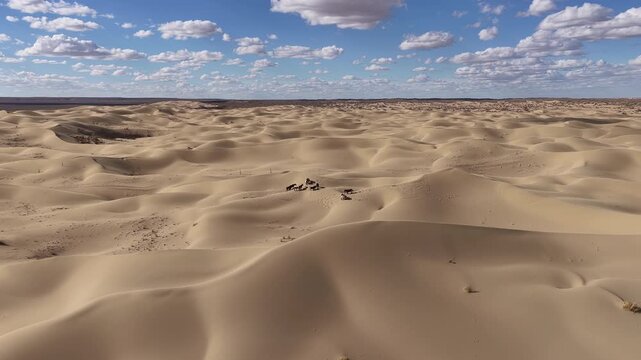 Aerial view of a herd of horses in the gobi desert, Mangystau, Kazakhstan