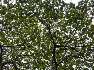 Fototapeta premium View from below of a dense tree canopy with green leaves against a bright sky, natural forest ceiling and leaf patterns.