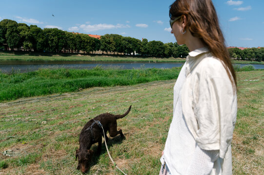 On-leash walks