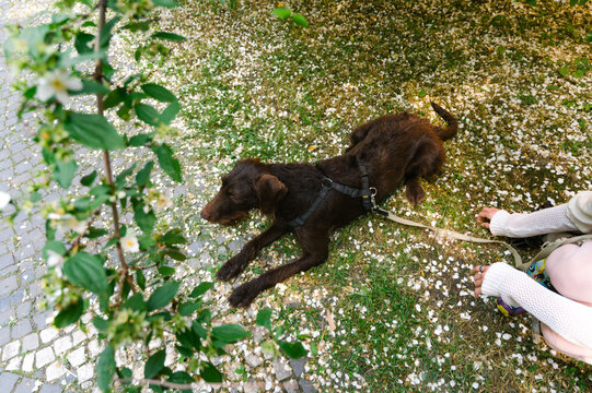 Dog in jasmine